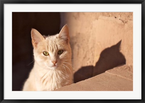 Framed Cat inside kasbah de Taourirt; same clay color! Print