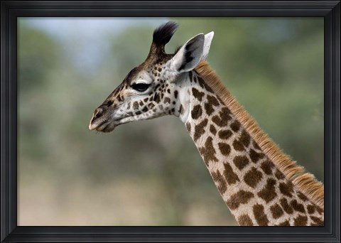 Framed Close-up of Masai Giraffe, Tanzania Print