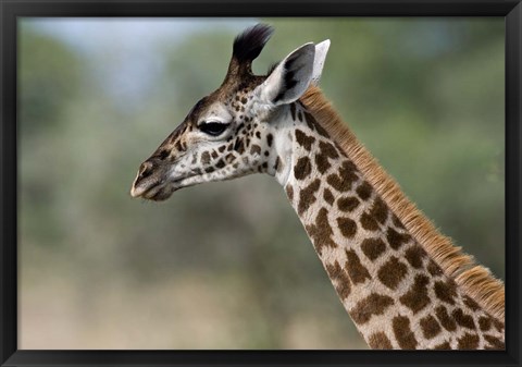 Framed Close-up of Masai Giraffe, Tanzania Print