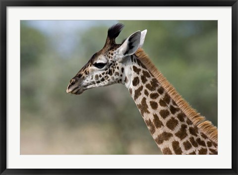 Framed Close-up of Masai Giraffe, Tanzania Print