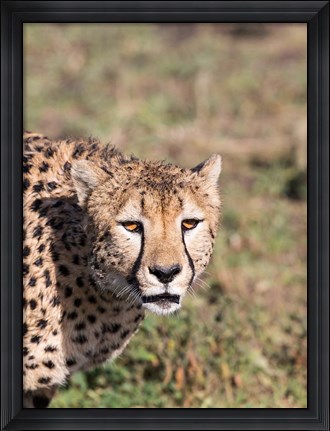Framed Africa, Tanzania, Serengeti. Print