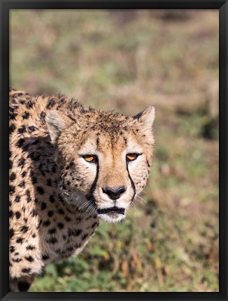 Framed Africa, Tanzania, Serengeti. Print