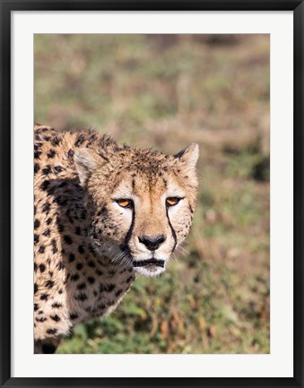 Framed Africa, Tanzania, Serengeti. Print