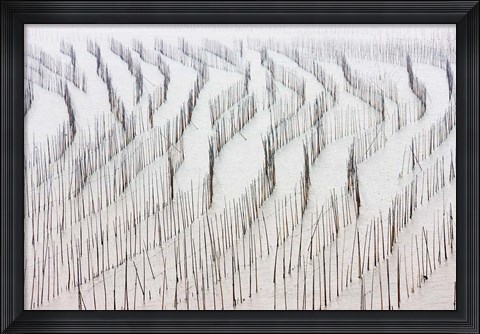 Framed Agriculture, Bamboo sticks, drying seaweed, Xiapu, China Print