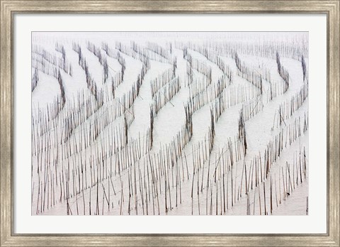 Framed Agriculture, Bamboo sticks, drying seaweed, Xiapu, China Print