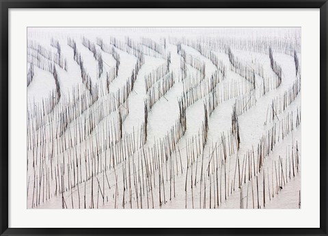 Framed Agriculture, Bamboo sticks, drying seaweed, Xiapu, China Print