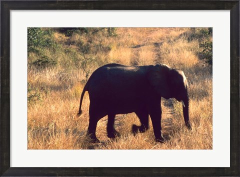 Framed Close-up of Elephant in Kruger National Park, South Africa Print