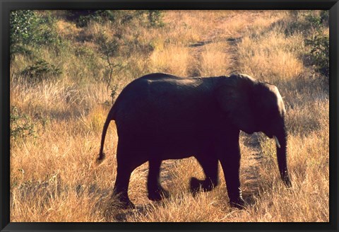 Framed Close-up of Elephant in Kruger National Park, South Africa Print