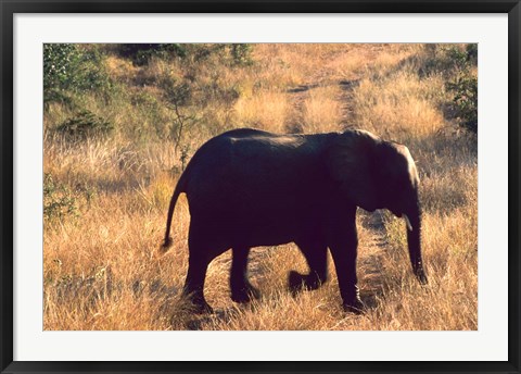 Framed Close-up of Elephant in Kruger National Park, South Africa Print