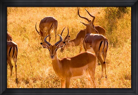 Framed Close-up of Impala, Kruger National Park, South Africa Print
