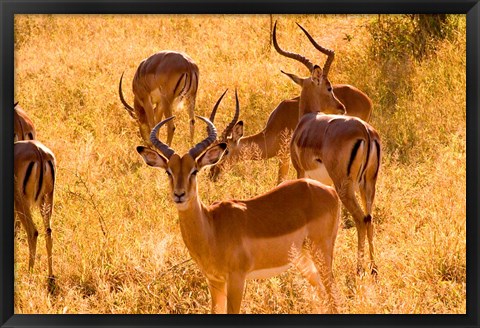 Framed Close-up of Impala, Kruger National Park, South Africa Print