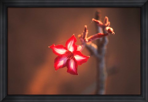Framed Colorful Close-up of a Flower, Kruger National Park, South Africa Print
