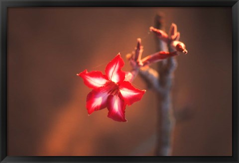 Framed Colorful Close-up of a Flower, Kruger National Park, South Africa Print