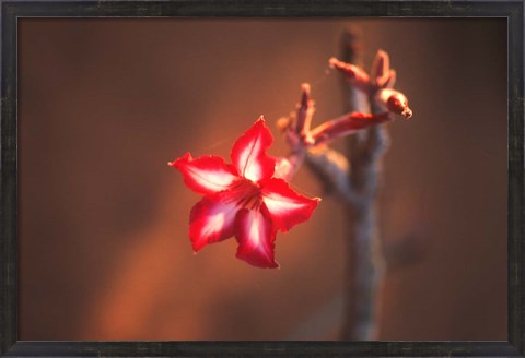 Framed Colorful Close-up of a Flower, Kruger National Park, South Africa Print