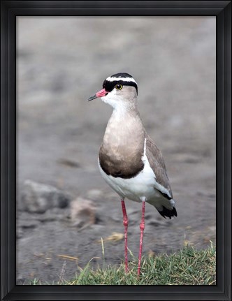 Framed Africa, Tanzania, Serengeti. Crowned Lapwing. Print