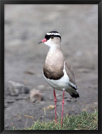 Framed Africa, Tanzania, Serengeti. Crowned Lapwing. Print