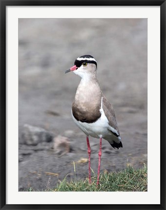 Framed Africa, Tanzania, Serengeti. Crowned Lapwing. Print