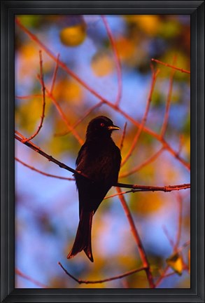 Framed Fork-Tailed Drongo, Botswana Print