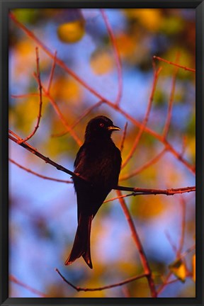 Framed Fork-Tailed Drongo, Botswana Print