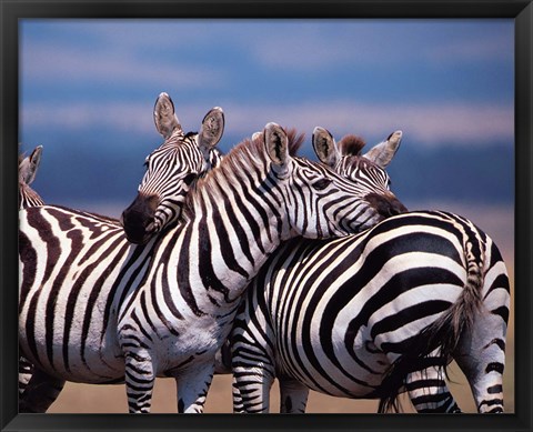 Framed Group of Zebras, Masai Mara, Kenya Print