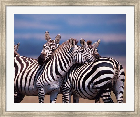 Framed Group of Zebras, Masai Mara, Kenya Print