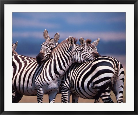 Framed Group of Zebras, Masai Mara, Kenya Print