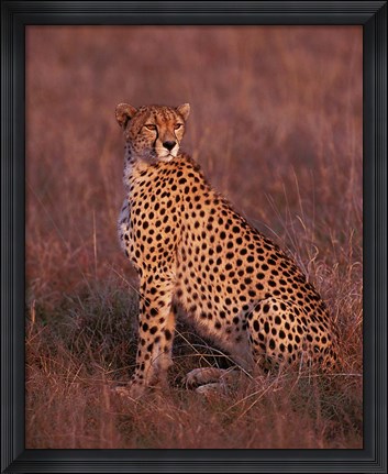 Framed Cheetah sitting, Masai Mara, Kenya Print