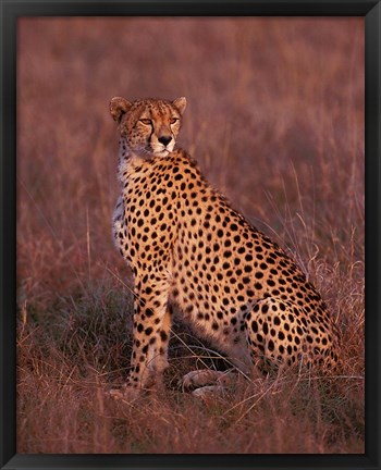 Framed Cheetah sitting, Masai Mara, Kenya Print