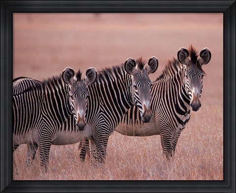 Framed Grevy&#39;s Zebra, Masai Mara, Kenya Print