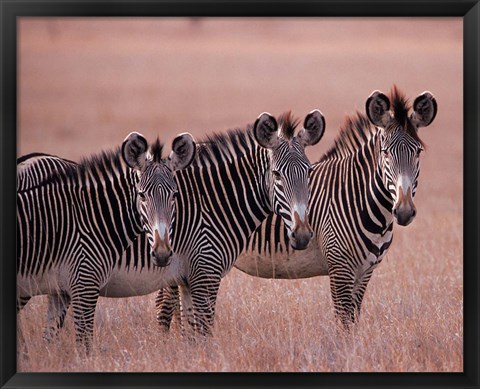 Framed Grevy&#39;s Zebra, Masai Mara, Kenya Print