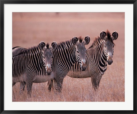 Framed Grevy&#39;s Zebra, Masai Mara, Kenya Print