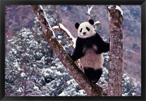 Framed Giant Panda Standing on Tree, Wolong, Sichuan, China Print