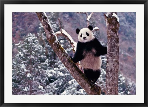 Framed Giant Panda Standing on Tree, Wolong, Sichuan, China Print