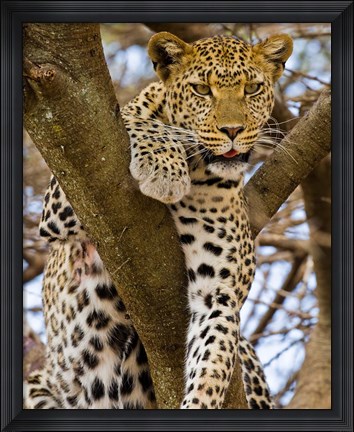 Framed Africa. Tanzania. Leopard in tree at Serengeti NP Print