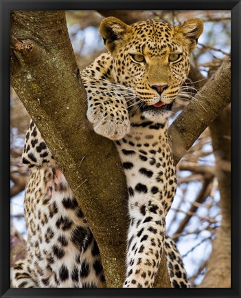 Framed Africa. Tanzania. Leopard in tree at Serengeti NP Print