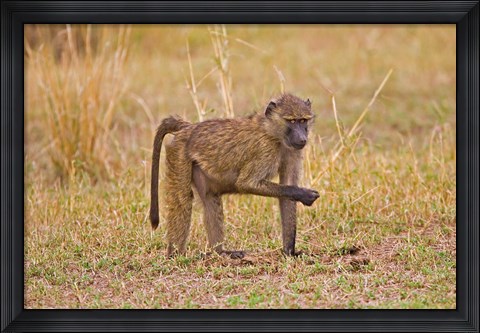 Framed Baboons near the bush in the Maasai Mara, Kenya Print
