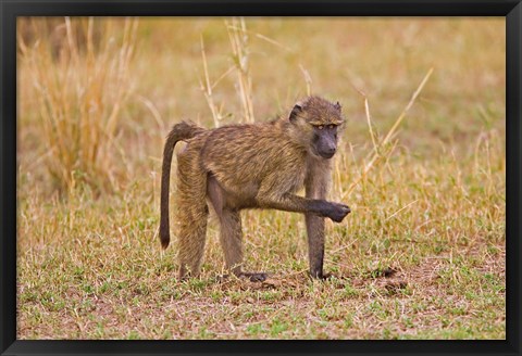 Framed Baboons near the bush in the Maasai Mara, Kenya Print