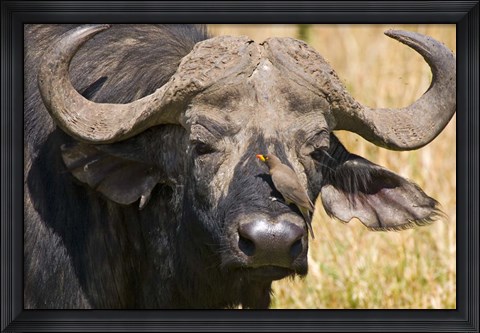Framed Cape Buffalo with a Yellow-Billed Oxpecker, Kenya Print