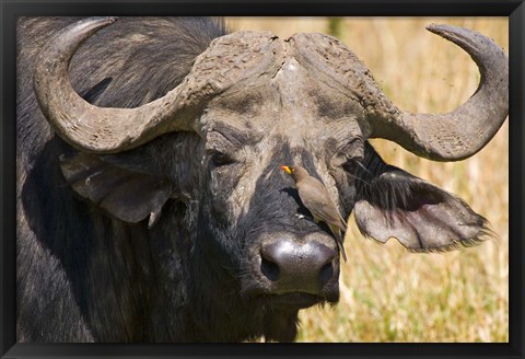 Framed Cape Buffalo with a Yellow-Billed Oxpecker, Kenya Print