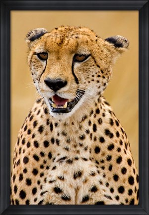 Framed Cheetah in the Brush, Maasai Mara, Kenya Print