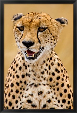 Framed Cheetah in the Brush, Maasai Mara, Kenya Print