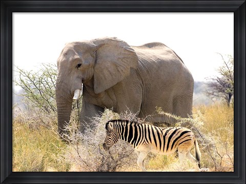 Framed African Elephant and Zebra at Namutoni Resort, Namibia Print