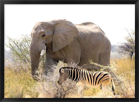 Framed African Elephant and Zebra at Namutoni Resort, Namibia Print