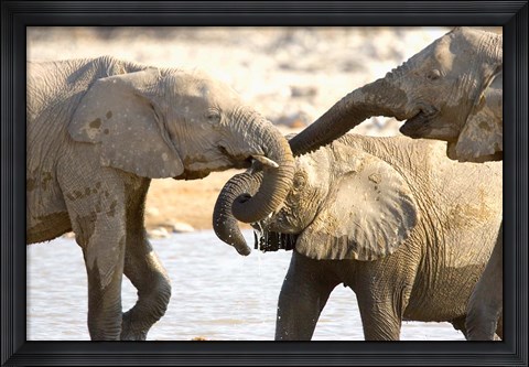 Framed African Elephants at Halali Resort, Namibia Print