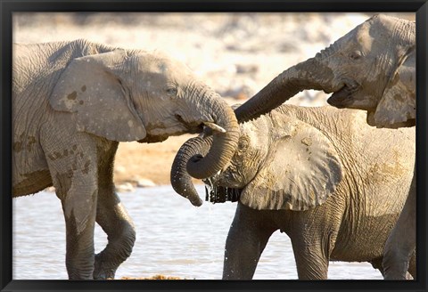 Framed African Elephants at Halali Resort, Namibia Print