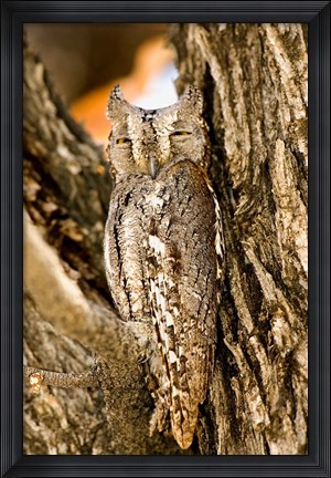 Framed African Scops Owl in Tree, Namibia Print