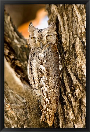 Framed African Scops Owl in Tree, Namibia Print