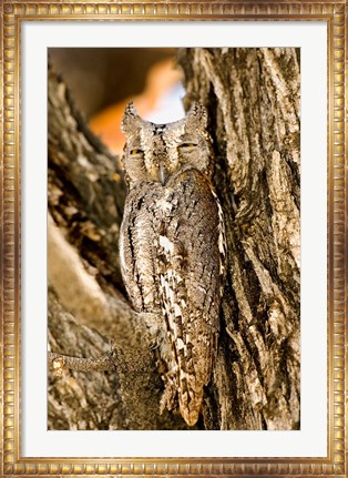 Framed African Scops Owl in Tree, Namibia Print