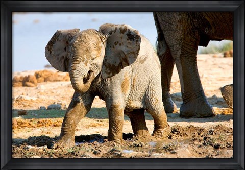 Framed Baby African Elephant in Mud, Namibia Print