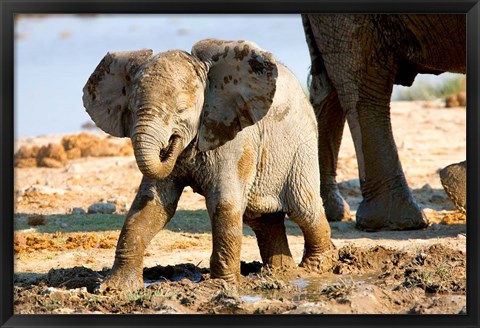 Framed Baby African Elephant in Mud, Namibia Print